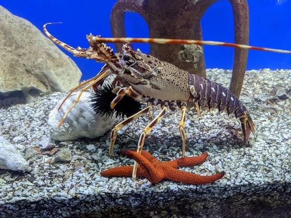 Aquaworld Aquarium and Reptile Rescue Centre